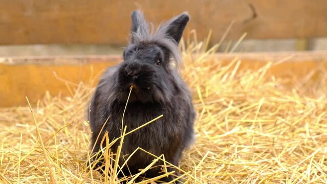 A black rabbit sits in straw and chews blades of grass. Farm animals.