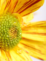 Closeup of a pretty yellow flower