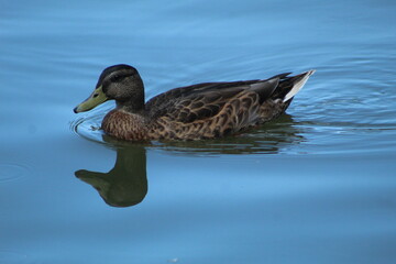 duck on the water