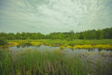 Fototapeta na wymiar A small pond in green grass against the backdrop of a forest and a cloudy sky. Summer landscape on a cloudy day.