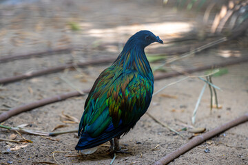 nicobar pigeon in the park