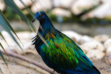 nicobar pigeon on a fence