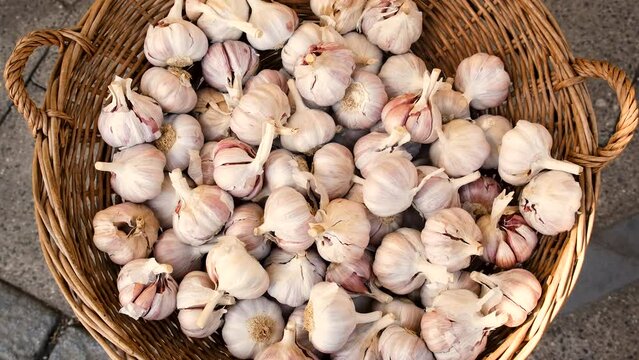 Harvest of garlic in a basket. Selective focus. Food.