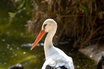 white stork in the nest
