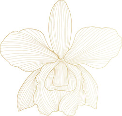 Golden orchid line art