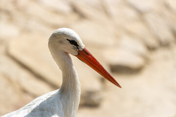 white stork ciconia