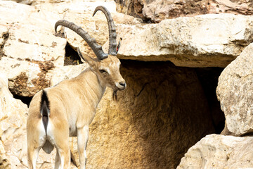 mountain goat on the rock