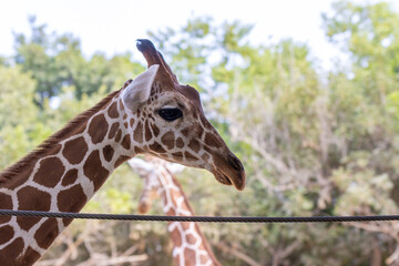 portrait of a giraffe