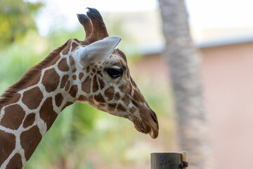 portrait of a giraffe