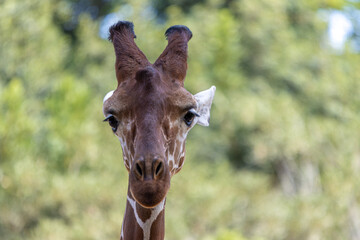 portrait of a giraffe