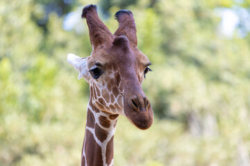 portrait of a giraffe