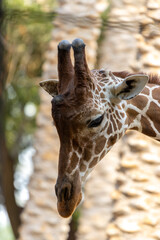 portrait of a giraffe