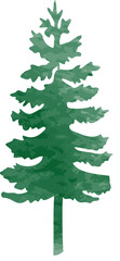 pine watercolor illustration