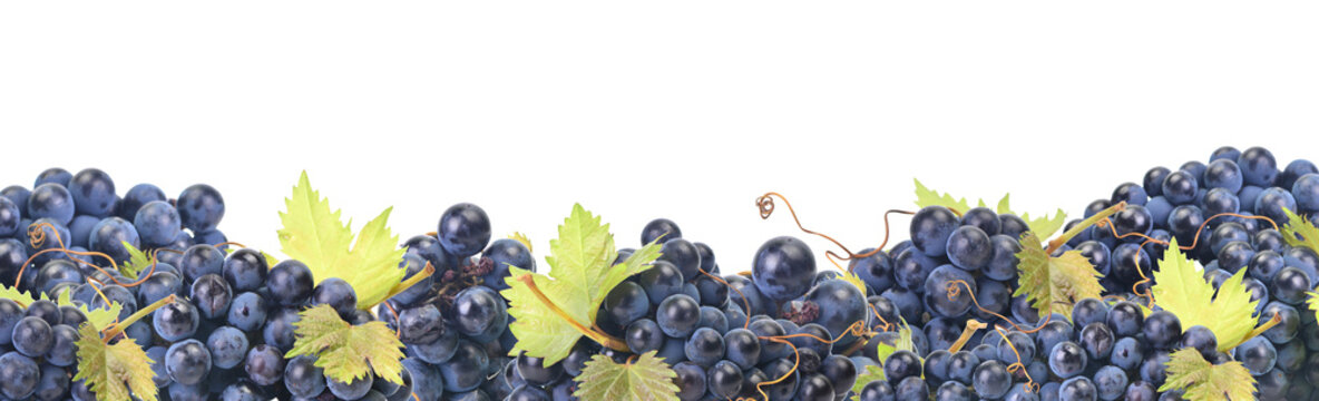 Grape gruit isolated 