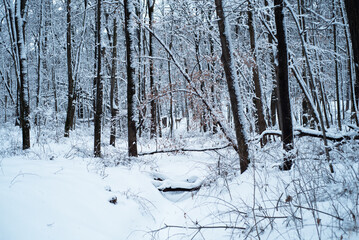 Fototapeta premium forest in winter