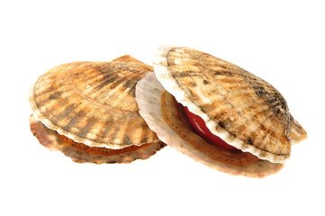 Seafood: live scallops (Pecten maximus). Isolated on white background.