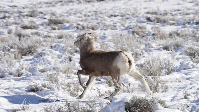 Bighorn Sheep lamb running through the snow during winter in Wyoming.