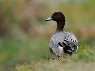 草原のヒドリガモの雄