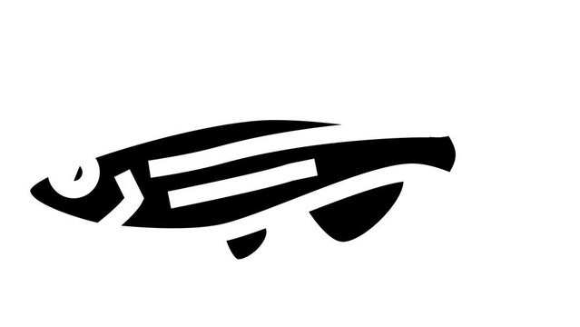 danios fish glyph icon animation
