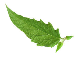 Fresh sesame leaves isolated on the white background.