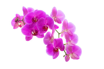 Naklejka na ściany i meble Pink orchid flowers isolated on white background.