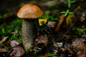 One Leccinum mushroom growing in the forest, Young autumn red mushroom.