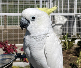 smart white exotic cockatoo bird perches in the bird sanctuary, interacting with visitors