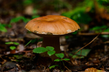 Edible mushrooms, boletus as the king of mushrooms, diet and vegetarian food.