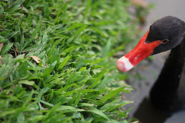 elegant calm black swan with red beak swimming in a pond lake