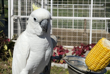 smart white exotic cockatoo bird perches in the bird sanctuary, interacting with visitors