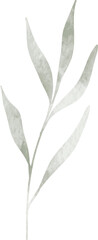 Watercolor leaf branch illustration