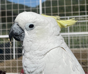 smart white exotic cockatoo bird perches in the bird sanctuary, interacting with visitors