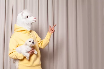 Vlies Fototapete Lama Creative lama person in yellow hoodie holding little white dog and pointing finger up on beige studio wall background