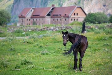 A horse grazes against the backdrop of a mountainous area.