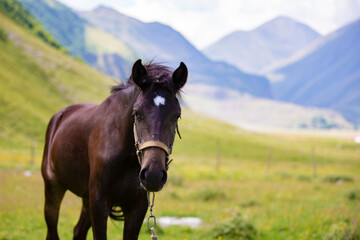 Fototapeta na wymiar Horse on the background of the mountains.