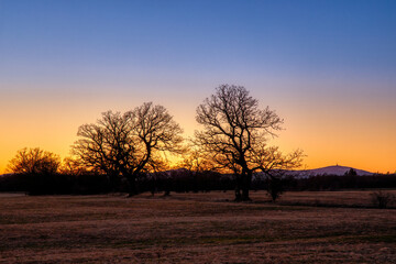 Fototapeta na wymiar einzeln stehender Baum im Sonnenuntergang
