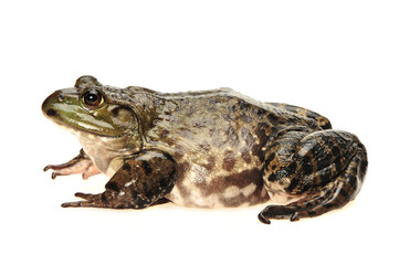 Bullfrog, Rana catesbeiana, against white background, studio shot