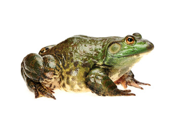 Bullfrog, Rana catesbeiana, against white background, studio shot