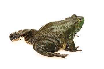 Bullfrog, Rana catesbeiana, against white background, studio shot