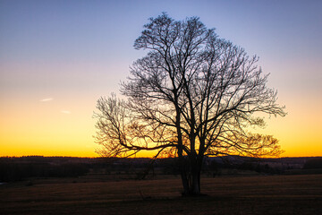 einzeln stehender Baum im Sonnenuntergang