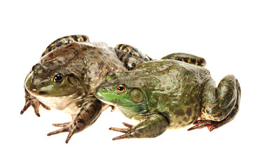 Bullfrog, Rana catesbeiana, against white background, studio shot