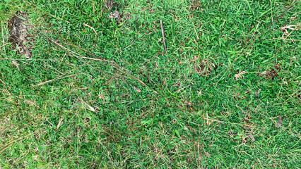 green grass background
