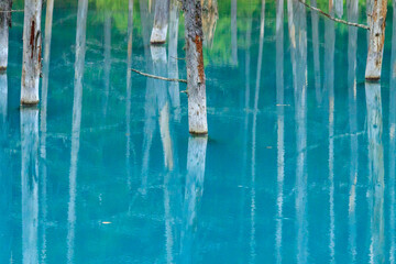 The Blue Pond in Biei, Hokkaido is a popular sightseeing spot with dead trees lined up and the unique blue of the pond.