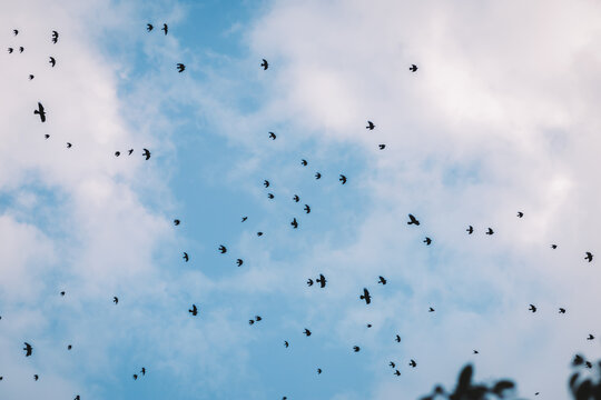 Birds On The Sky