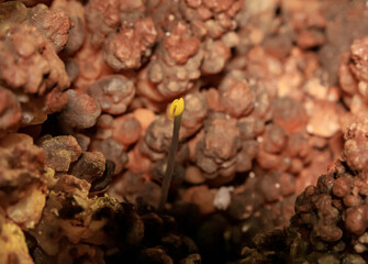 A single  yellow flower grows in rocks at the Salamander Cave in northern Israel