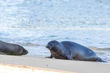 Hawaiian Monk Seal Pup and Mother Laying on Kaimana Beach in Waikiki