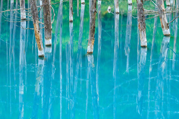 北海道の美瑛にある青い池には枯木が立ち並び独特な池の青と相まって人気の観光スポットです