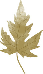 Watercolor maple leaf illustration