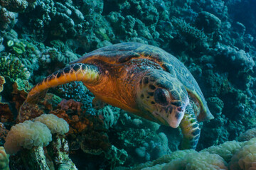 Naklejka na ściany i meble Hawksbill sea turtle feeding on corals. Red sea, Aqaba, Jordan.