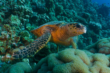 Fototapeta na wymiar Hawksbill sea turtle feeding on corals. Red sea, Aqaba, Jordan.